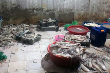 Hiểm họa từ thủy, hải sản “thối” nhập lậu từ Trung Quốc