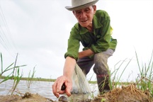 Nông dân lội bùn "nhặt tiền" trên ruộng