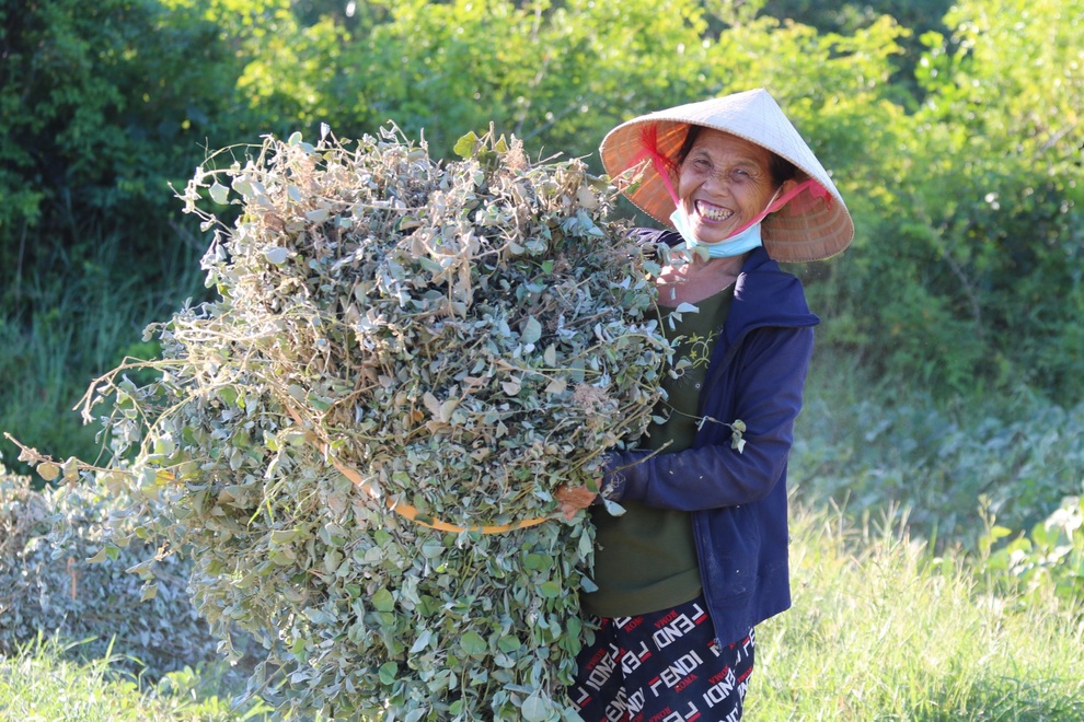 Nông dân cướp nắng thu hoạch cây thuốc hiệu quả gấp 3 lần trồng màu - 6 Nông dân cướp nắng thu hoạch cây thuốc hiệu quả gấp 3 lần trồng màu - 6