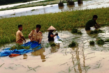 Đồng ruộng ngập lụt, công an giúp dân "chạy" lúa
