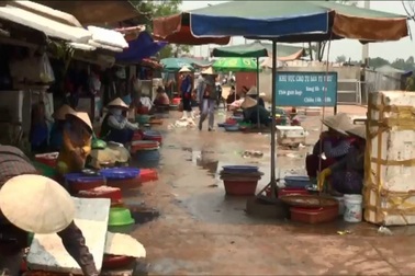 Cá biển chết hàng loạt, ngư dân lo lắng, bà con “quay lưng” với hải sản