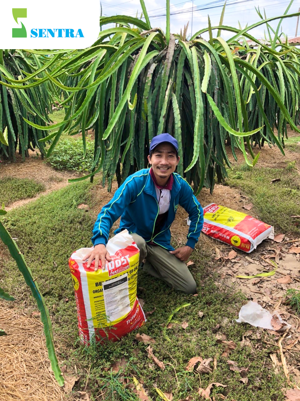 Phân bón hữu cơ SenTra: Giải pháp phát triển nông nghiệp bền vững - 1