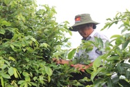 Vụ 42 gốc mai ở Côn Đảo: Nhà vườn băn khoăn cách chứng minh xuất xứ