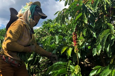 Doanh nghiệp Trung Quốc muốn khảo sát vùng nguyên liệu ở Gia Lai