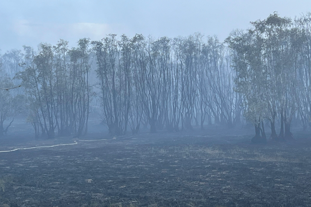 Đồng Tháp trồng lại cây rừng bị cháy ở Vườn quốc gia Tràm Chim - 2
