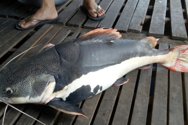 Dị thường đàn "thủy quái râu dài" của lão nông trên sông Hậu