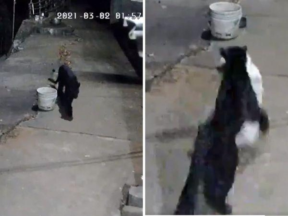 Clip báo đen đột nhập nhà dân rình bắt chó - 1