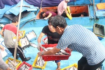 Ngư dân Bình Định hối hả ra khơi kiếm “lộc” biển, sau bão