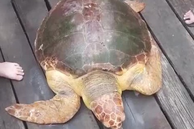 Con rùa biển quý hiếm nặng 80kg dính lưới ngư dân