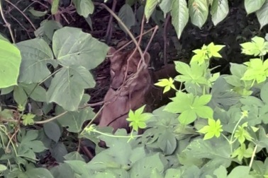 Thợ săn bắn chết sư tử cái sổng chuồng ở Hàn Quốc