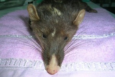 Phát hiện loài chồn mới tại Việt Nam