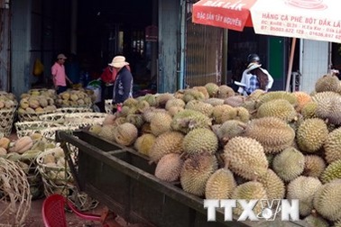 Nông dân Tiền Giang trở thành tỷ phú nhờ sầu riêng được giá