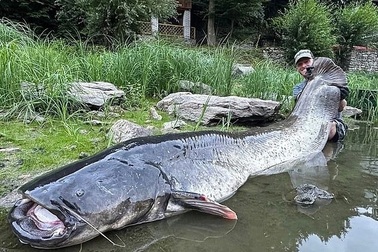 Cần thủ tóm sống cá trê khổng lồ dài 2,7m sau gần một tiếng vật lộn