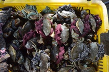 Cua Cà Mau giảm giá mạnh trước dịch bệnh corona