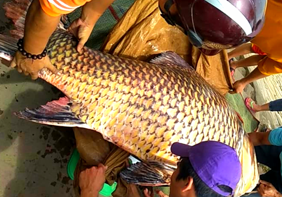 Cá hô khủng nặng 111kg được bày bán ở An Giang - 2 Cá hô khủng nặng 111kg được bày bán ở An Giang - 2