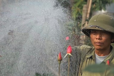 Hà Nội: Nông dân nhổ bỏ hoa cúc vì rớt giá thảm hại