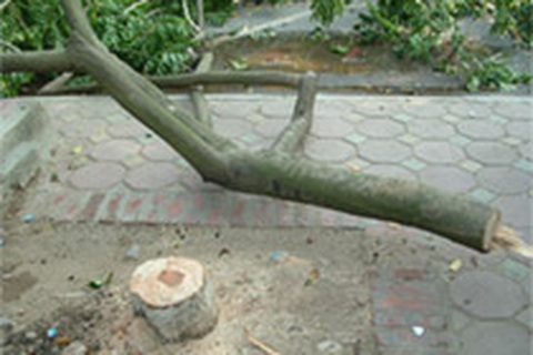 Thêm một cây “bạc tỷ” bị chặt hạ