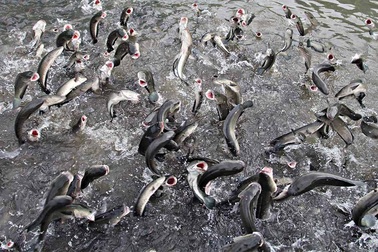 Kỳ lạ đàn cá lóc bay theo nhịp lệnh... vạn người đổ về xem