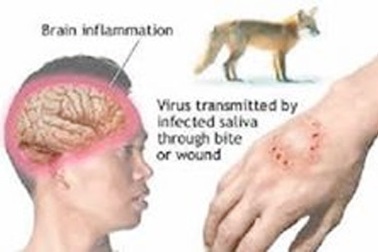 Đã có 40 trường hợp tử vong do bệnh dại
