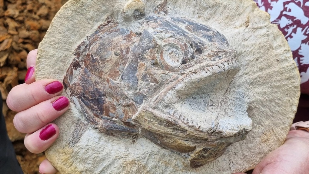 Phát hiện hóa thạch cá kỷ Jura được bảo tồn hoàn hảo - 1