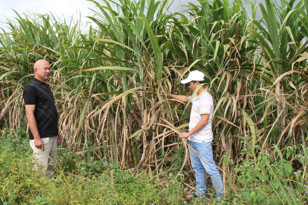 Kon-Tum_nguoi-dan-phan-khoi-vi-mia-duoc-mua_Chi-Anh.jpeg