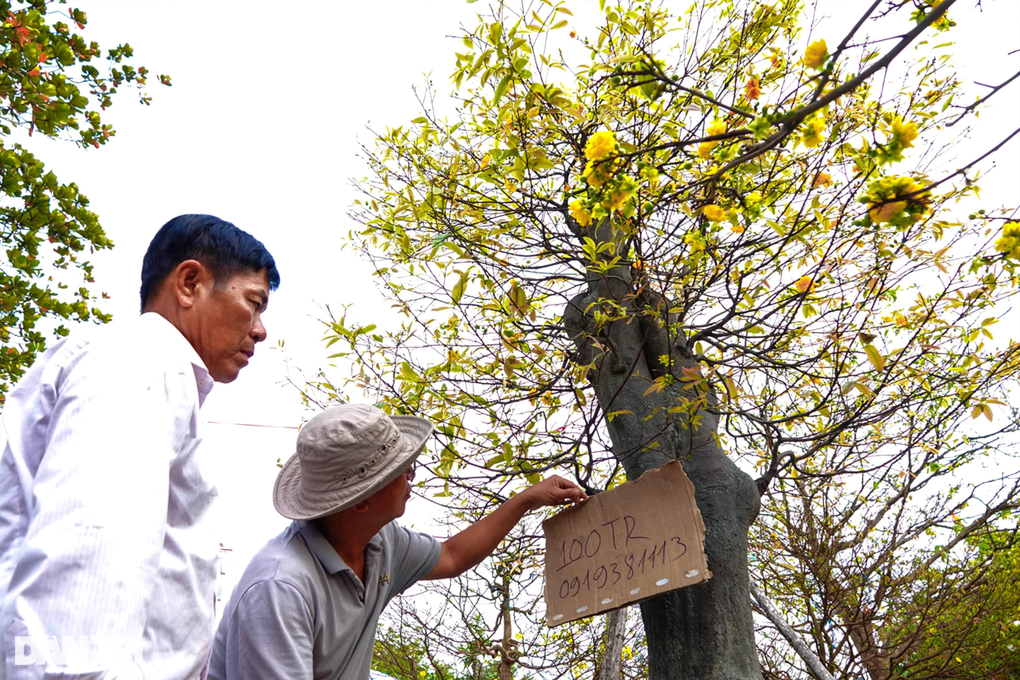 Tiểu thương chợ hoa chiều 30 Tết: Bán xả, bán lỗ, giá nào cũng bán - 7 Tiểu thương chợ hoa chiều 30 Tết: Bán xả, bán lỗ, giá nào cũng bán - 7