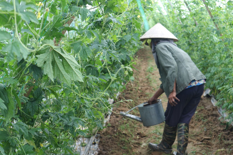 Người trồng rau đứng ngồi không yên vì mưa rét kéo dài - 10 Người trồng rau đứng ngồi không yên vì mưa rét kéo dài - 10