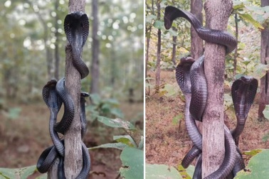 Sửng sốt trước cảnh ba con rắn hổ mang cùng xuất hiện trên thân cây