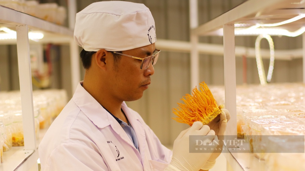 Cử nhân luật về quê nuôi cấy thành công đông trùng hạ thảo, bán 20 triệu/kg - 3 Cử nhân luật về quê nuôi cấy thành công đông trùng hạ thảo, bán 20 triệu/kg - 3