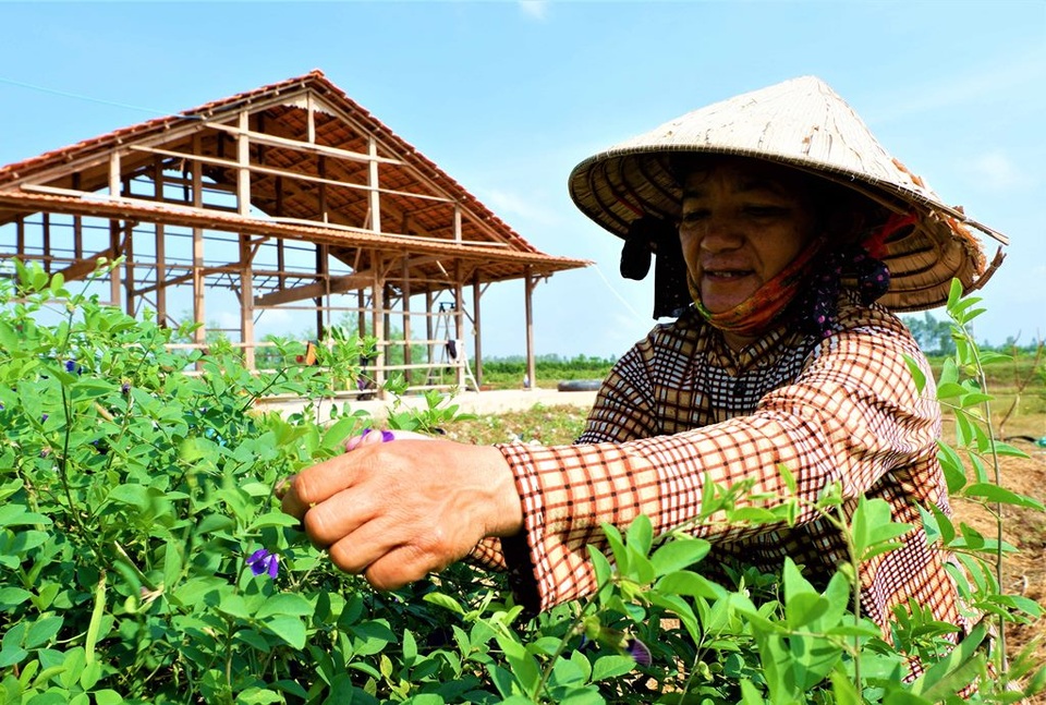 Chàng trai trẻ biến đất khô cằn thành nông trại dược liệu - 5 Chàng trai trẻ biến đất khô cằn thành nông trại dược liệu - 5
