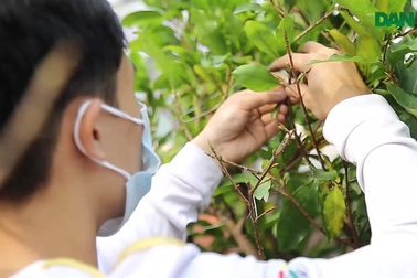 Sinh viên đi lặt lá mai kiếm tiền về quê ăn tết