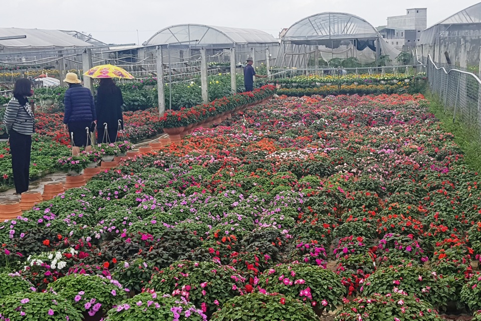 Làng hoa lớn nhất Quảng Trị rực rỡ đón Xuân - 11 Làng hoa lớn nhất Quảng Trị rực rỡ đón Xuân - 11