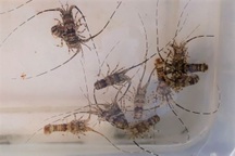 Vớt loài bé tí nổi tiếng đắt đỏ, ngư dân kiếm bạc triệu mỗi chuyến đi săn