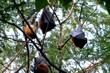 Nguyên Giám đốc Sở Nội vụ tử vong vì ăn tiết canh dơi?