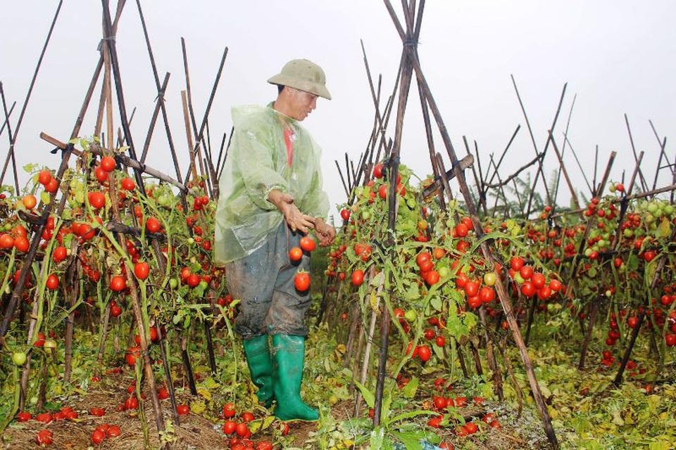 Cà chua rụng đỏ gốc, bắp cải nở bung, cho không ai lấy - 1 Cà chua rụng đỏ gốc, bắp cải nở bung, cho không ai lấy - 1