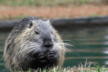 Nơi chật vật xử lý loài chuột nặng 9kg sinh sản nhanh xâm hại môi trường