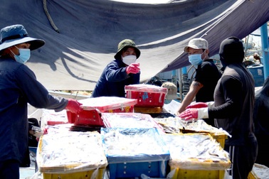 Kiếm cả trăm triệu đồng nhờ chuyến biển cuối năm "no" cá