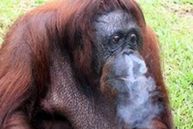 Đười ươi phải đi... cai nghiện thuốc lá