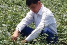 Không làm thầy giáo, về quê trồng cây dại kiếm tiền tỷ mỗi năm