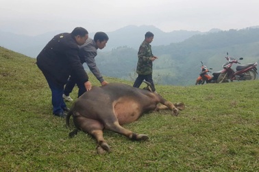 25 con trâu, bò bỗng dưng lăn ra chết, bụng phình to như trống