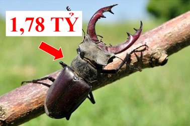 Những loài động vật kỳ lạ, giá "trên trời" vẫn được các đại gia săn lùng