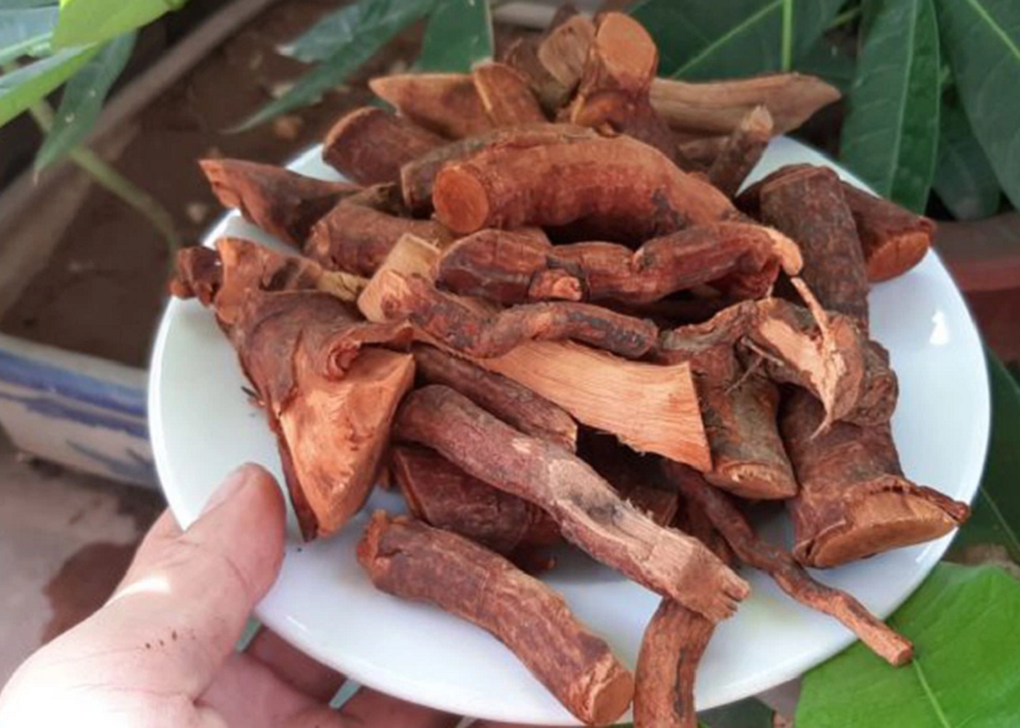 Cảnh báo loại cây rừng uống vào dễ bị loạn thần, la hét, đập phá đồ đạc - 2 Cảnh báo loại cây rừng uống vào dễ bị loạn thần, la hét, đập phá đồ đạc - 2