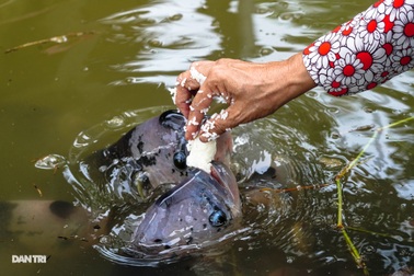 Về Cồn Sơn xem cá lóc… bú bình, ăn cơm phải… đút