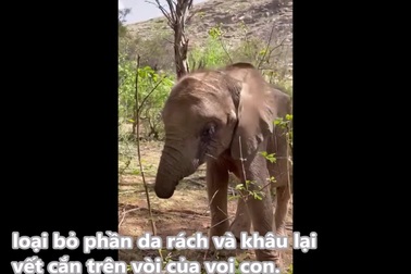 Chú voi Long'uro làm quen với cuộc sống không có vòi