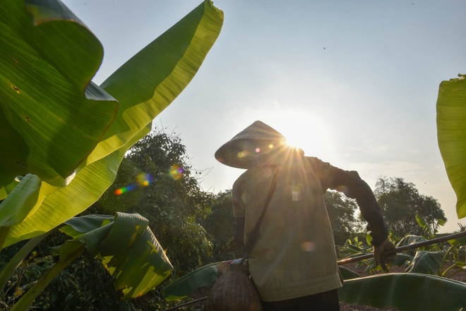Câu con lộc trời cho: nông dân Hải Dương kiếm nửa triệu đồng mỗi ngày - 14 Câu con lộc trời cho: nông dân Hải Dương kiếm nửa triệu đồng mỗi ngày - 14