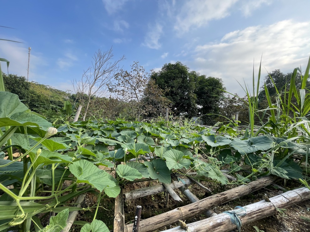 Vườn rau trái tươi tốt của một gia đình lão nông ở Yên Bái - 6 Vườn rau trái tươi tốt của một gia đình lão nông ở Yên Bái - 6