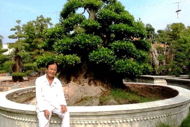 Ngắm 3 cây cảnh "già nua" giá khoảng 50 tỷ đồng của lão nghệ nhân