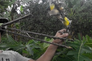 Bẫy chim sẻ kiếm bạc triệu ở miền Tây: Người mưu sinh, chim chết thảm