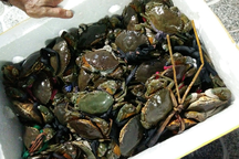 Giáp Tết Nguyên đán, đặc sản tôm khô, cua Cà Mau "nhảy" giá