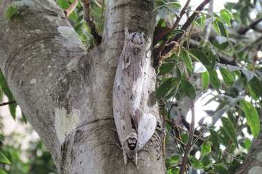 Bướm đêm khổng lồ cực hiếm xuất hiện ở Úc